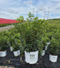 Fire Ball Seedless® Burning Bush in pot