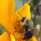 Sunflower sunfinity with bee customer photo