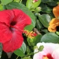 Hollywood Hibiscus™ Bloom Bash™ Tropical Hibiscus red bloom close up