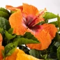 Disco Diva Tropical Hibiscus flower closeup