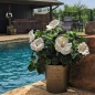 Hollywood Hibiscus™ Earth Angel™ Tropical Hibiscus in pool side view