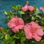 First Lady Tropical Hibiscus pink bloom