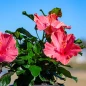First Lady Tropical Hibiscus flower closeup