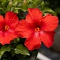 Hollywood Hibiscus™ First to Arrive™ Tropical Hibiscus red flowers