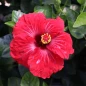 Hollywood Hibiscus™ Hot Shot™ Tropical Hibiscus red flower close up