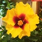 Hollywood Hibiscus™ Rico Suave™ Tropical Hibiscus