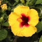 Rico Suave Tropical Hibiscus vibrant bloom