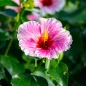 America’s Sweetheart Tropical Hibiscus pink blossom