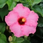 Hollywood Hibiscus Talk of the Town Tropical Hibiscus flower close up