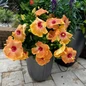 Hollywood Hibiscus™ VIP™ Tropical Hibiscus