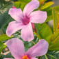 Sun Parasol® Bluephoria Mandevilla Blooms Close Up Sun Parasol® Bluephoria Mandevilla Blooms Close Up