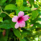 Sun Parasol® Bluephoria Mandevilla Flowers and Foliage Sun Parasol® Bluephoria Mandevilla Flowers and Foliage
