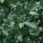 Italian Dark Single Parsley Plant in the Garden