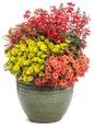 Unplugged Red Salvia mixed planter