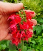 Closeup of red Salvia flower