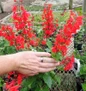 Unplugged Red Salvia held in greenhouse