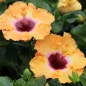 Golden Globe Tropical Hibiscus flower closeup