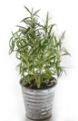 Salem Rosemary Growing in Small Plant