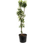 Golden Treat™ Fruit Snacks™ Apple Tree in pot