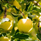 Golden Treat™ Fruit Snacks™ Apple Tree fruit