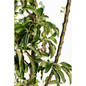 Golden Treat™ Fruit Snacks™ Apple Tree branch