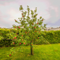 Honecycrisp Apple Tree