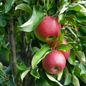 Tasty Red™ Fruit Snacks™ Apple Tree Close-Up