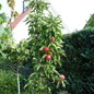 Tasty Red™ Fruit Snacks™ Apple Tree In The Garden
