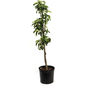 Tasty Red™ Fruit Snacks™ Apple Tree Plant Pot