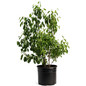 Romeo and Juliet Cherry Trees Plant Pot