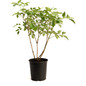 Marge Elderberry Plant Pot
