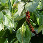 Black Pepper Plant