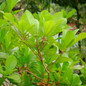 Miracle Fruit Tree Foliage