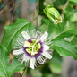 Passion Fruit Tree Blooms