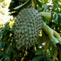 Soursop Close-Up