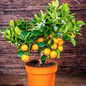 California Honey Mandarin Tree Plant Pot