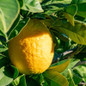 Lisbon Lemon Tree Close-Up