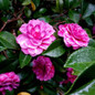 Purple Haze Camellia Purple Haze Camellia