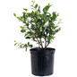 Purple Haze Camellia in black pot