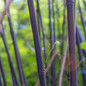 Black Bamboo stems