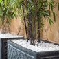 Black Bamboo in planter