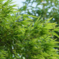 healthy Golden Goddess Bamboo