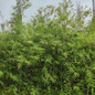 lush Maculata Bamboo