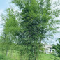 grown Maculata Bamboo