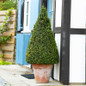 Green Gem Topiary Boxwood