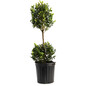 Green Gem Boxwood Topiary 2 gal black pot