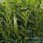 Skip Cherry Laurel flowering Skip Cherry Laurel flowering