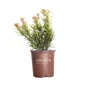 Mood Ring Podocarpus in Southern Living Pot