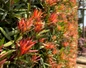 Mood Ring Podocarpus red and green foliage