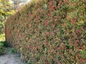 Mood Ring Podocarpus hedge in garden